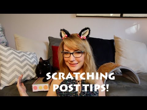 How to Get Your Cat to Use a Scratching Post!