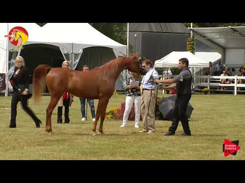 N.22 AJ ATHENA - ELRAN CUP 2019 - Fillies 2 years old (Class 5)