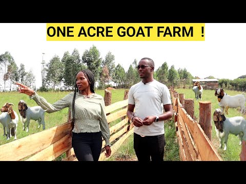 , title : 'How He Makes PROFITS On An ACRE Of LAND! | Goat Demo FARM'