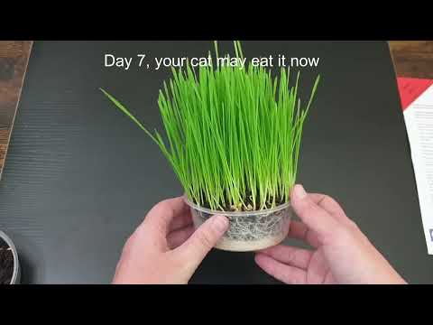 Growing Cat Grass with a Cat FurNature Cat grass kit