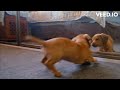 Dog Funy Video