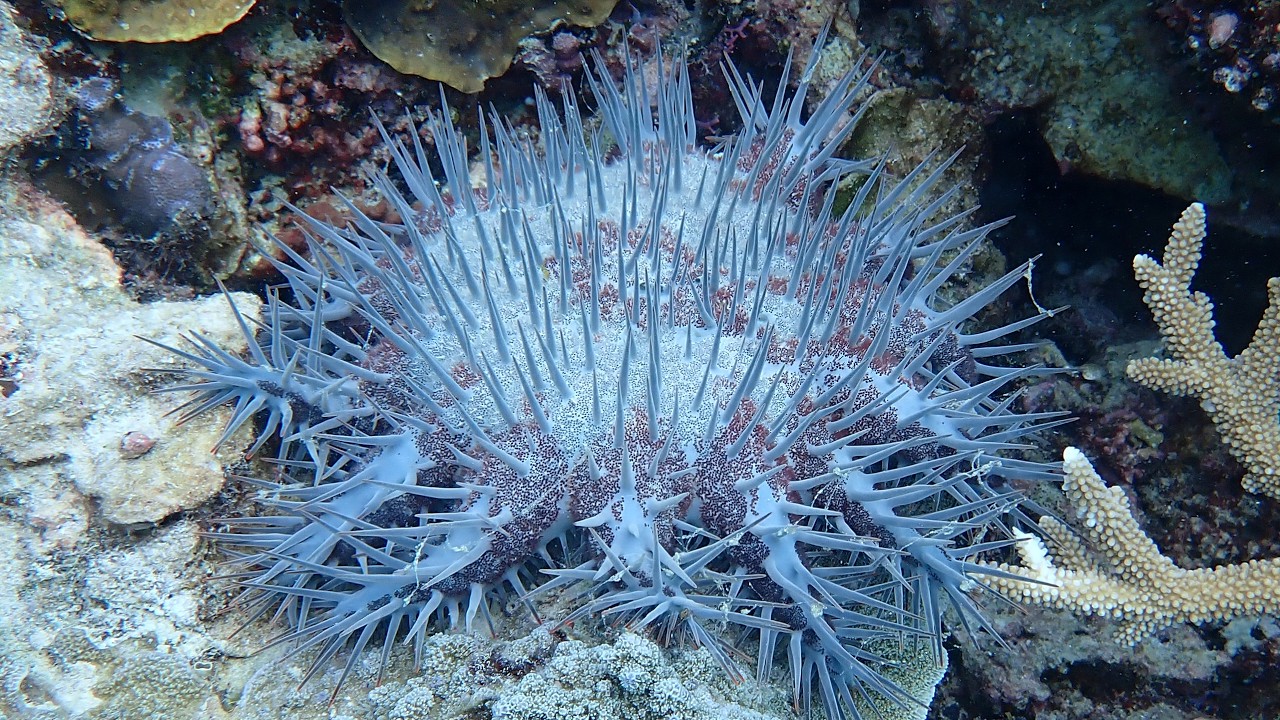 Where Are We At With Crown of Thorns?
