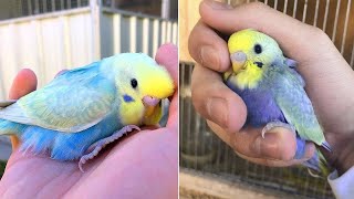 Smart And Funny Parrots Parrot Talking Videos Compilation (2024) - Cute Birds #25