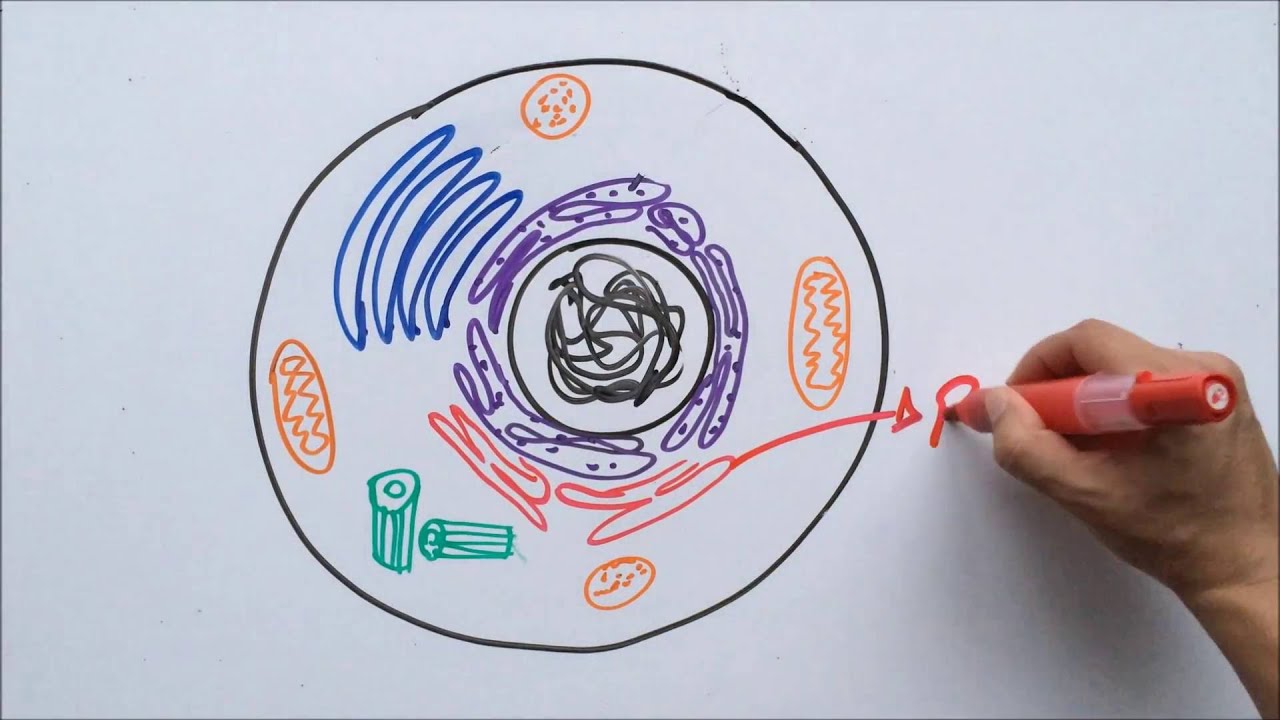 Organelas Citoplasmáticas Música