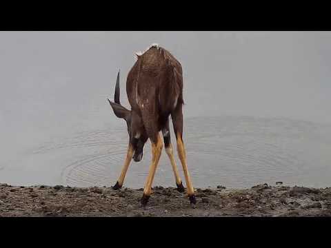 Djuma: Nyala bull - 11:06 - 10/14/19