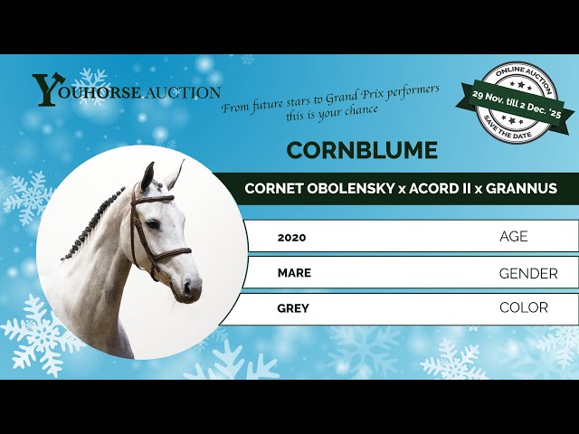 Cornblume