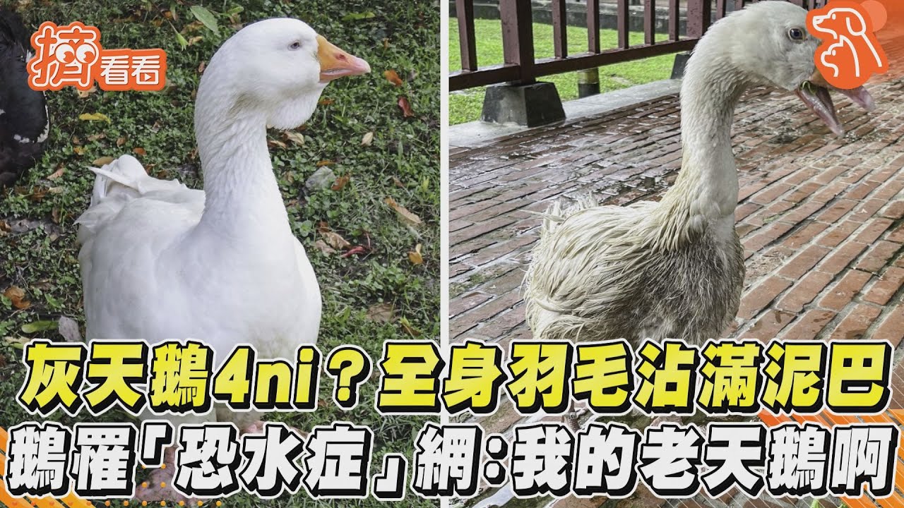 鵝群中就這一隻毛最髒 北市動物園:牠不敢下水洗澡