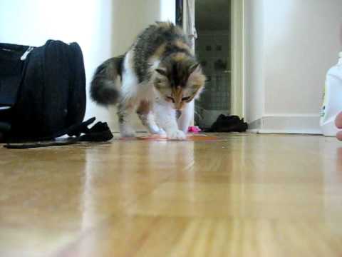 Jaina hates Indiana Jones