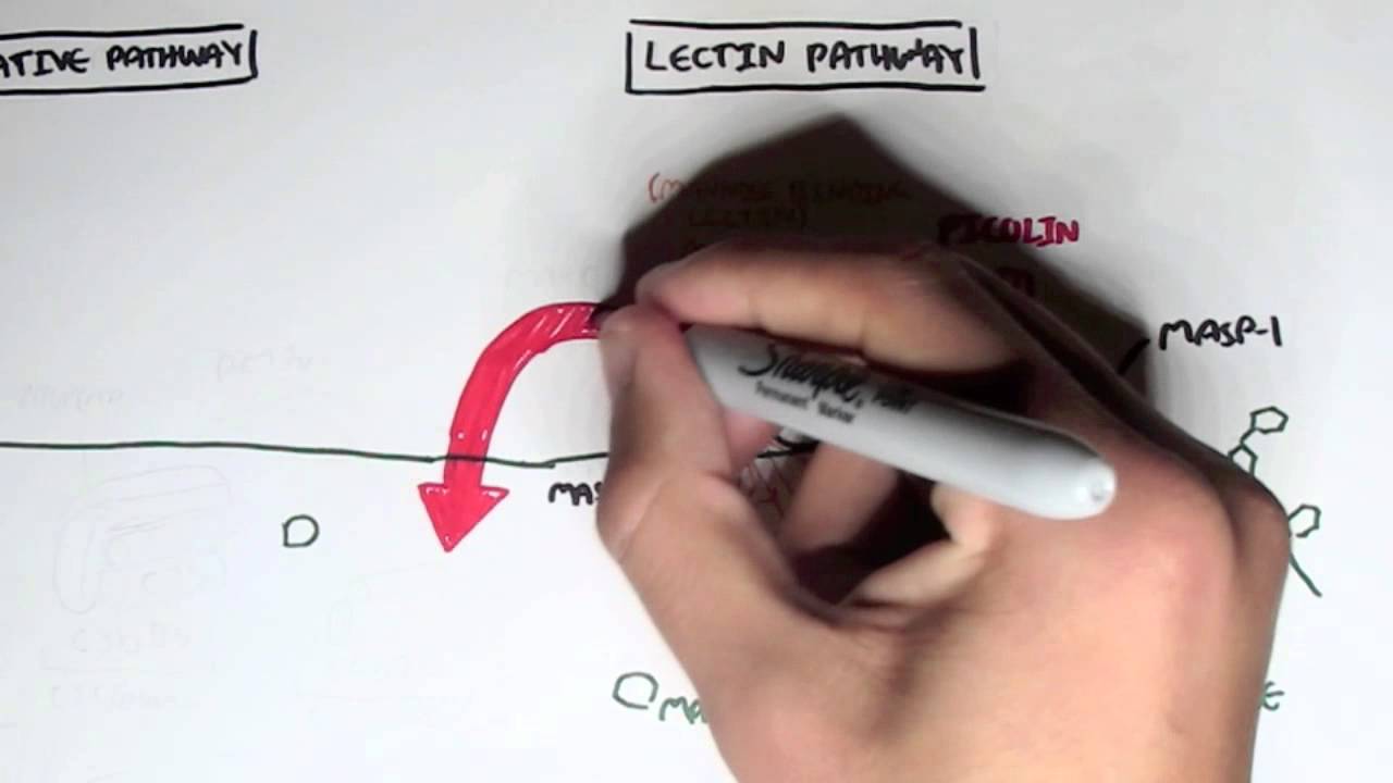 Immunology - Innate Immunity (Complement System Overview)