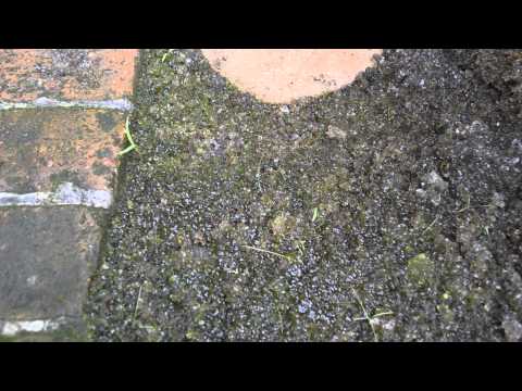 download lagu mp3 mp4 Moss Milkshake Review, download lagu Moss Milkshake Review gratis, unduh video klip Moss Milkshake Review