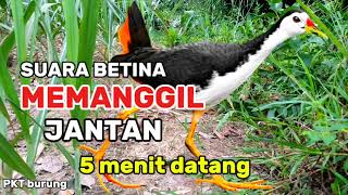Download lagu SUARA PIKAT BURUNG RUAK RUAK BETINA MEMANGGIL JANTAN AMPUH mp3