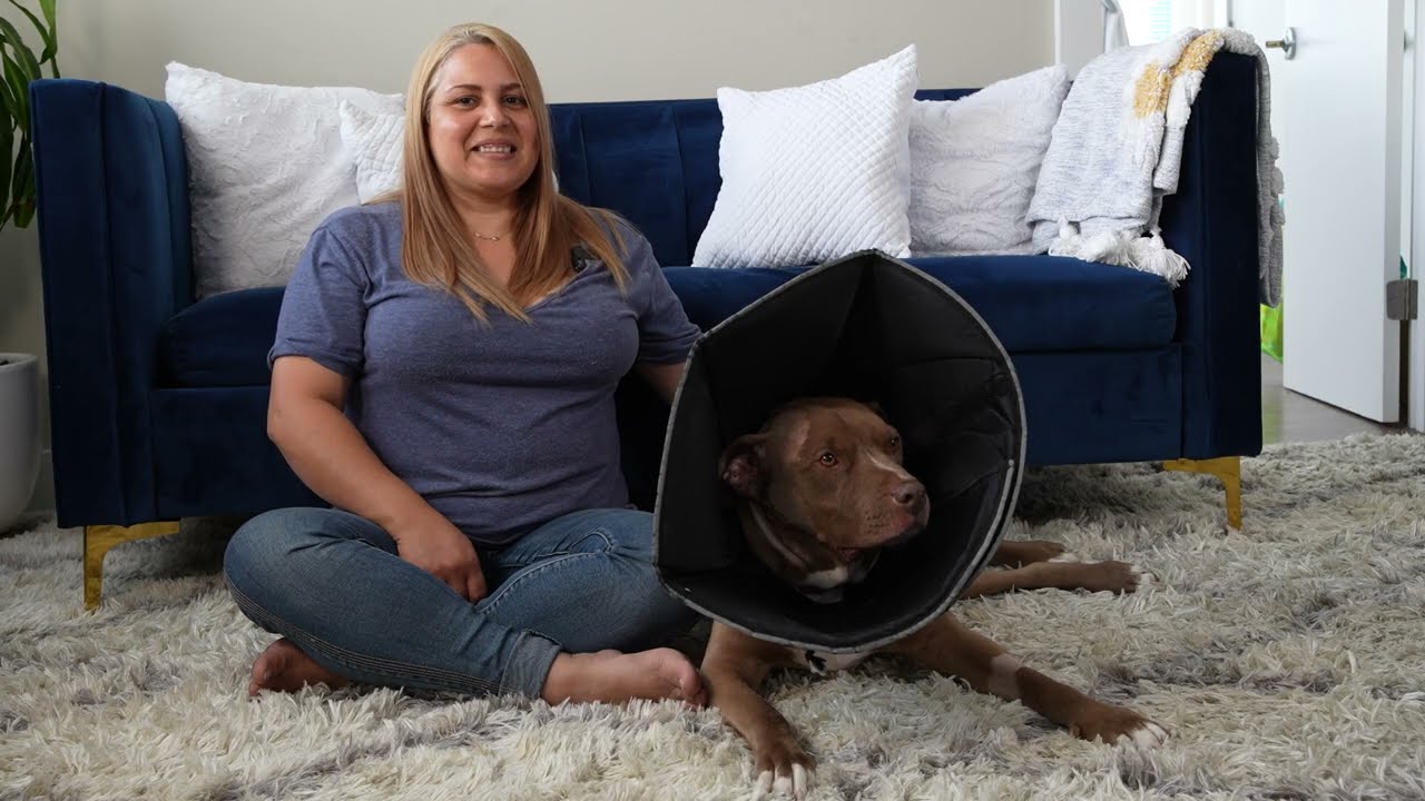 Humane Rescue Alliance video