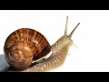 How to find + care for garden snails