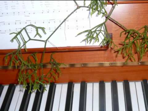 Lorenz Maierhofer, CANTEMUS - Kammerchor SATB