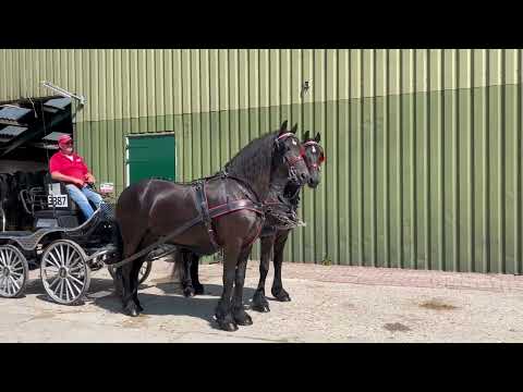 Stal Okkema's pair of Star Geldings - Left: Zorro & Right: Ypke - 1.66m