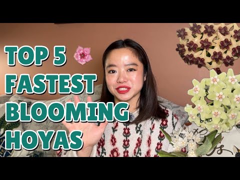 5 Fastest-Blooming Hoyas for 2026 🌸 + 3 Bonus Picks for Quick Blooms with ⁨@plantoohlala⁩