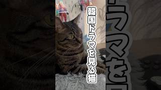 猫もドラマ見るんです #shorts #猫のいる暮らし #ねこライフ #cat #猫のいる風景  #catshorts #catfunnyvideo