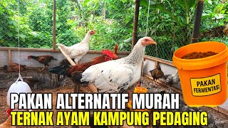 Download lagu Bongkar Rahasia Untung 10 Ribu Per Kilo Dari Ternak Ayam Kampung Dengan Pakan Fermentasi Murah mp3