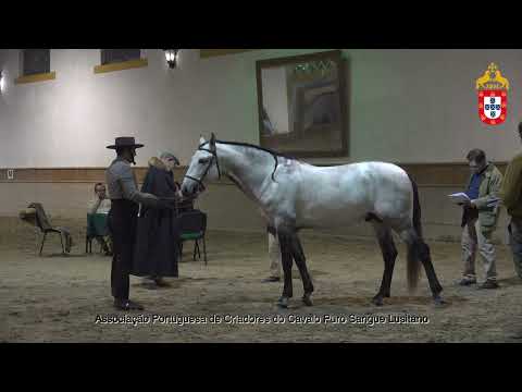 230128 36 Novilheiro - Aprovação de Garanhões