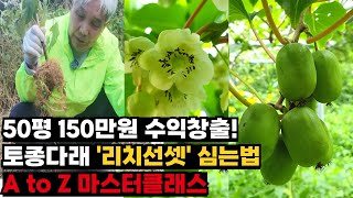 24브릭스 토종다래, '리치선셋' 50평에 제대로 심는 법 마스터클래스