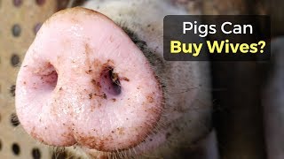 Pigs Can Buy Wives?