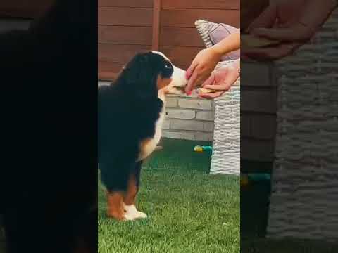 Perros Boyero de Berna en venta