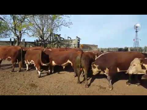Remate conjunto San Gregordio Ganadera y La Lucha - Hereford y Angus - Otto Fernandez - v2