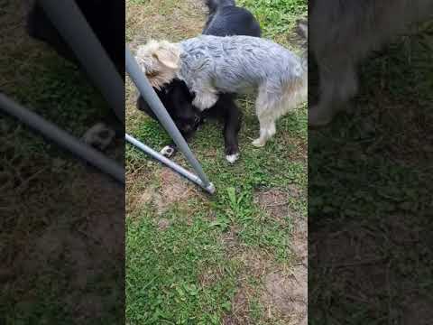 2 kleine Hunde spielen miteinander. Teil 1 von 3