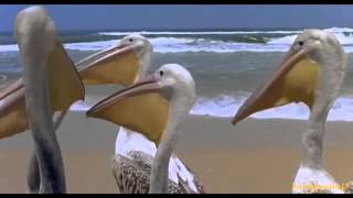 Renaissance ★ Rajah Khan