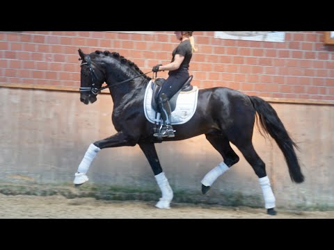 So Proud *2021 gek. Hengst v. So Perfect/ Sandro Hit