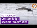 De stern heeft het moeilijk en daarom maken boswachters speciale 'broedvlotjes' - BuitenGewoon