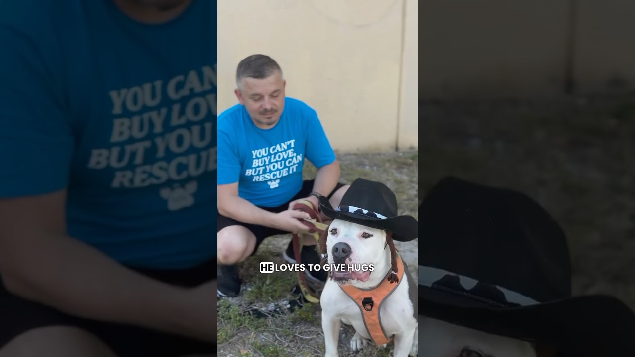 Enlarge Cooper, a Adoptable American Staffordshire Terrier in Fort Lauderdale, FL video 6/6