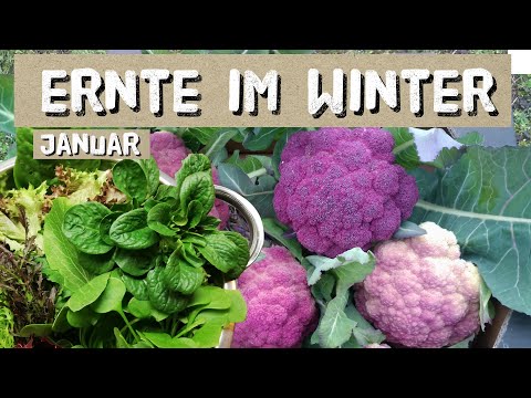 , title : 'Gemüseernte im Winter - was man im Januar alles als Selbstversorger ernten kann'