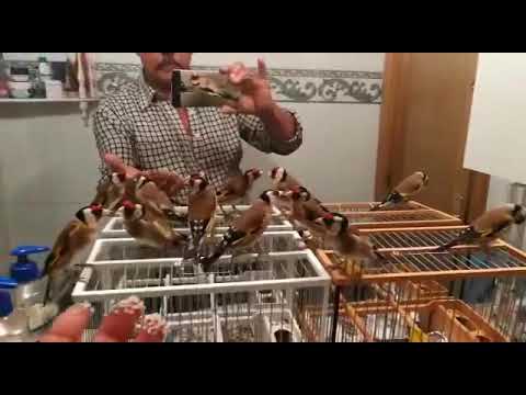 Cardellini Spettacolo parva