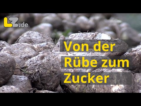 From beet to sugar: A visit to the sugar factory