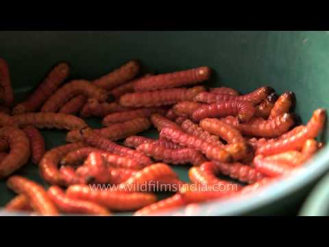 download lagu mp3 mp4 Edible Worms For Sale, download lagu Edible Worms For Sale gratis, unduh video klip Edible Worms For Sale
