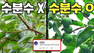 수분수가 있고 없고의 차이 직접 보고 판단하세요. ㅣ감나무 ㅣ수분수ㅣ수확량 ㅣ 수분수와 수확량의 상관관계 ㅣ…
