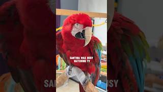 Visiting Santina - Interrupted TV Time with a Nut