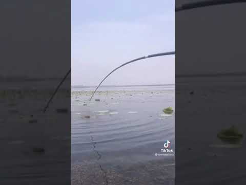 Amazing Fast Tuna Fishing Skill, Catching Fish Big on The Sea Real Fish King   #shorts 2