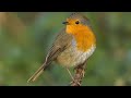 Vogelgeluiden van Flevoland