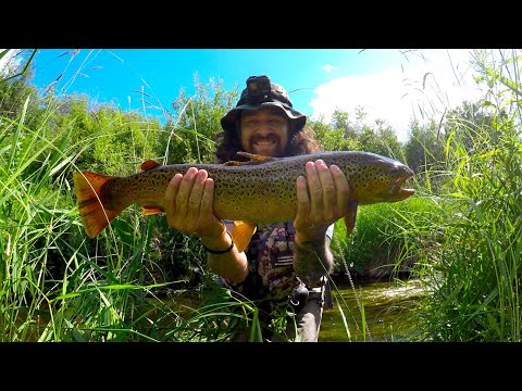 Catching GIANT Trout In Huge WEED Beds!