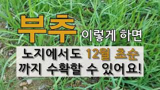 부추 이렇게 하면 노지 에서도 12월 초순까지 수확할 수 있어요! #주말농장 #부추 가꾸기.