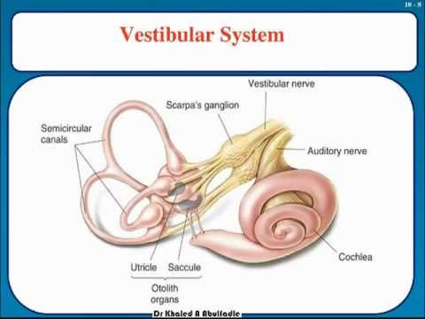 Vestibular apparatus and equilibrium (2- 2012) by Dr khaled A Abulfadle