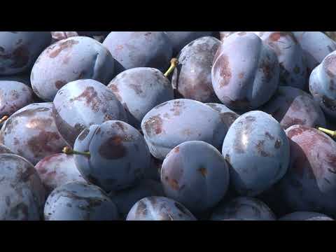 Uočena plamenjača šljive i šljivin smotavac