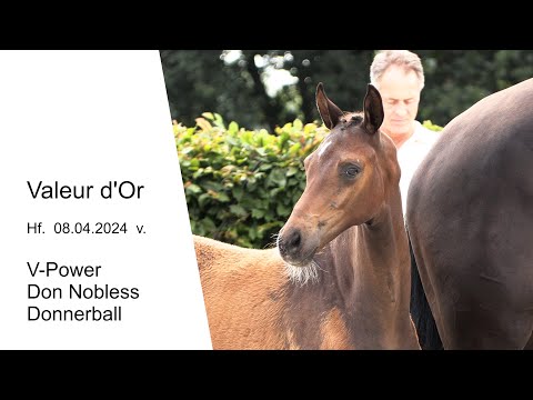 Hf v V Power x Don Nobless x Donnerball 2024