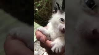 Download lagu Suara Pemanggil Kucing Dan Induk Kucing mp3