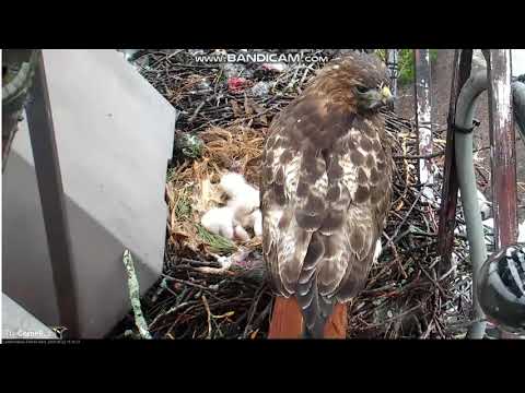 Myszołów rdzawosterny-Ithaca, Nowy Jork