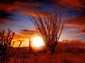 Desert Sessions - Up In Hell (Natasha Shneider ...