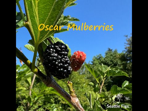Oscar Mulberries
