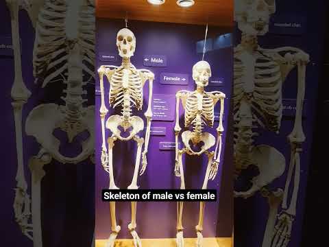 Skeleton of Male and Female